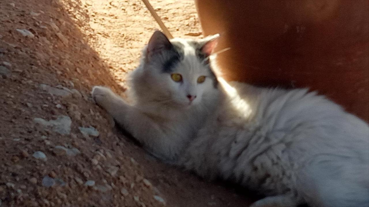 Отель Sahara Peace Camp Загора Экстерьер фото